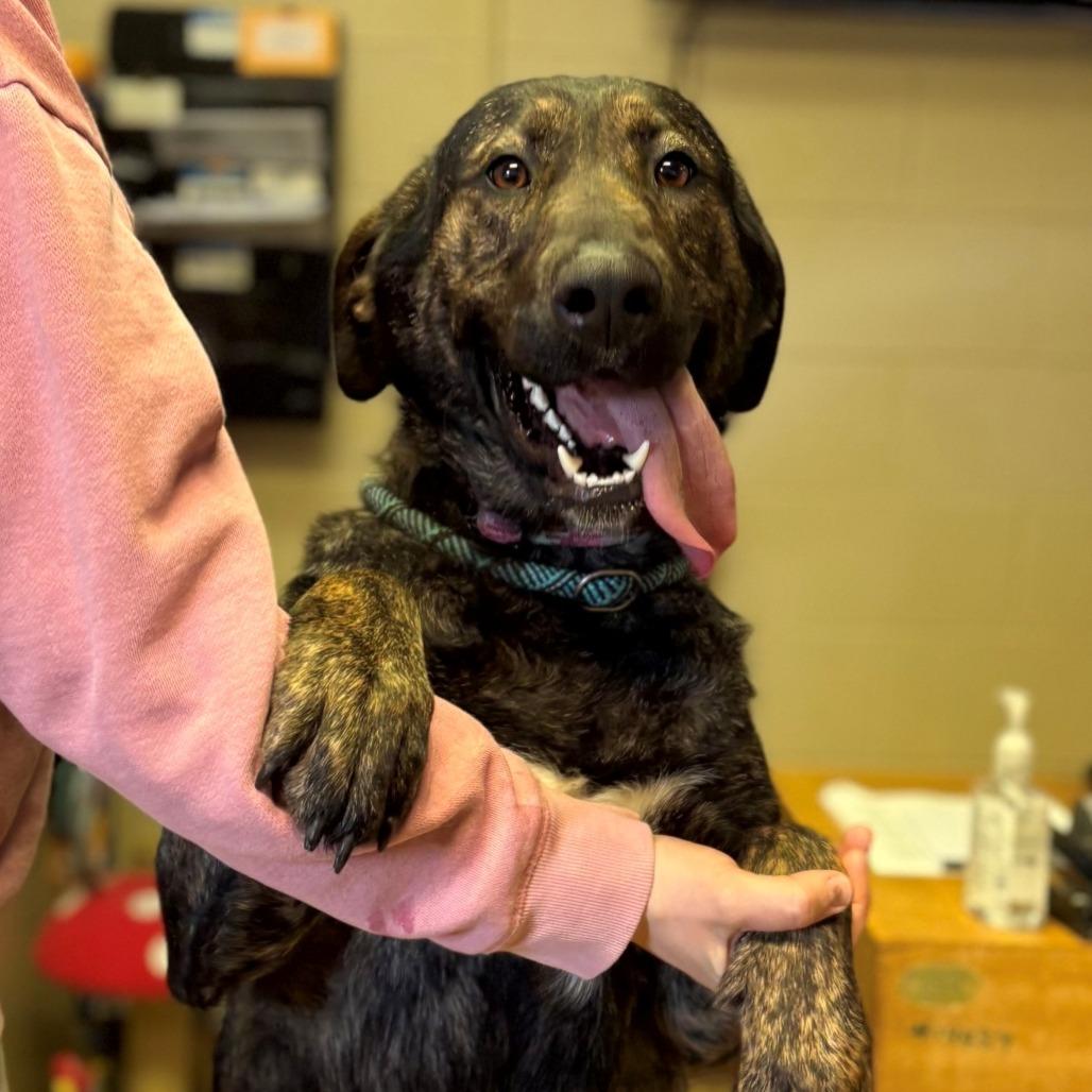 Delta, a Adoptable mixed breed in Chehalis, WA image 2/2