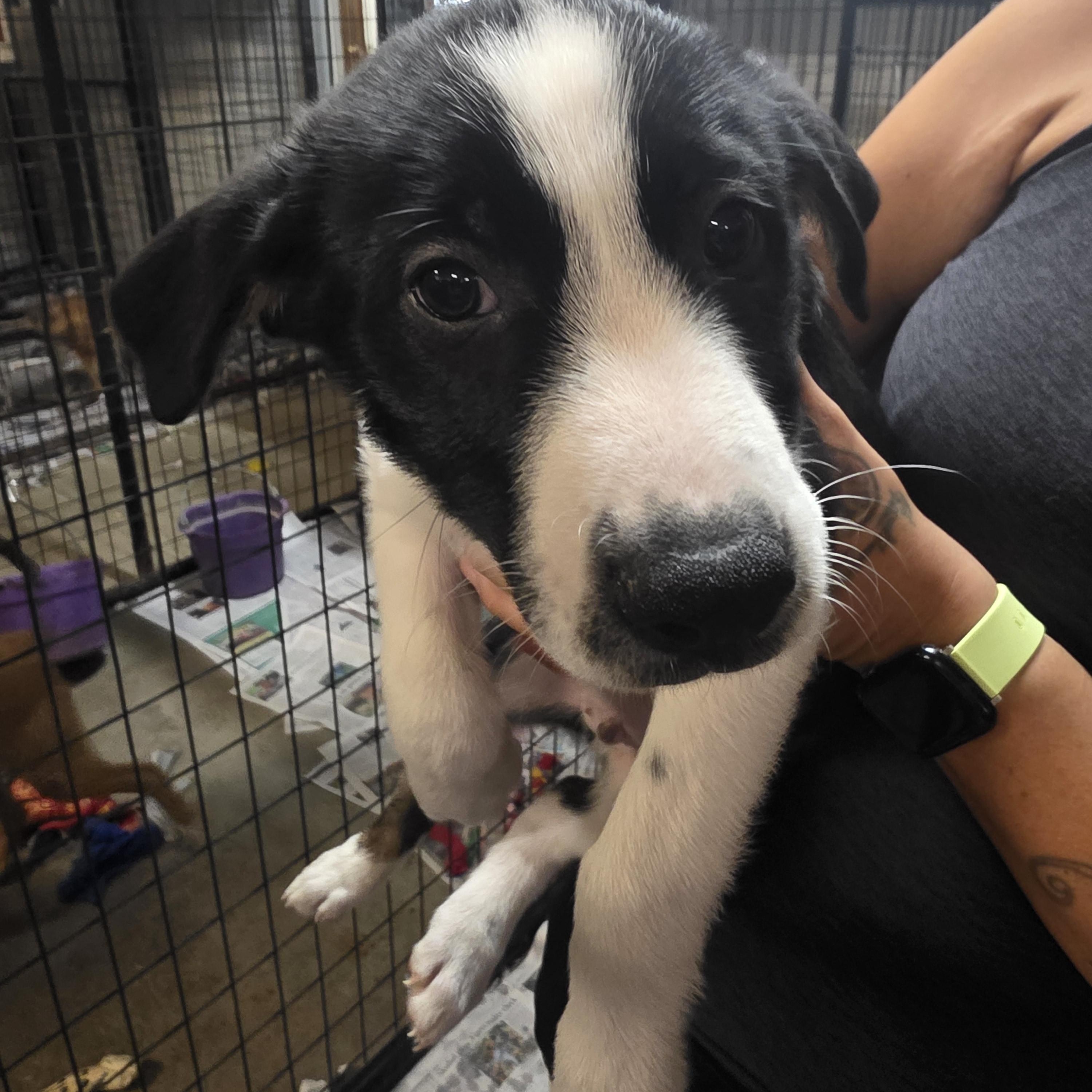 Enlarge P-12 Oreo, an adopted mixed breed in Billings, MT image 2/2
