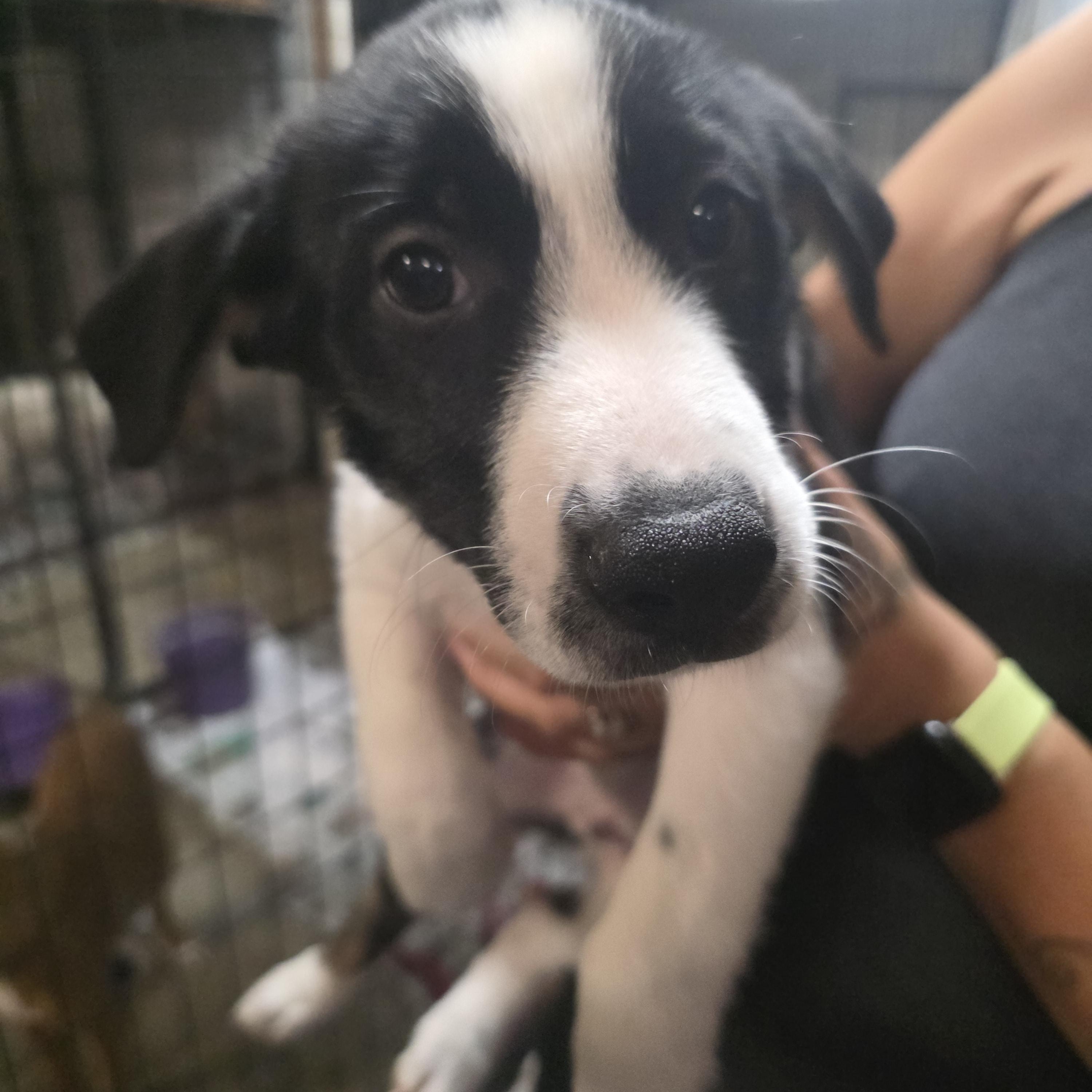 Enlarge P-12 Oreo, an adopted mixed breed in Billings, MT image 1/2