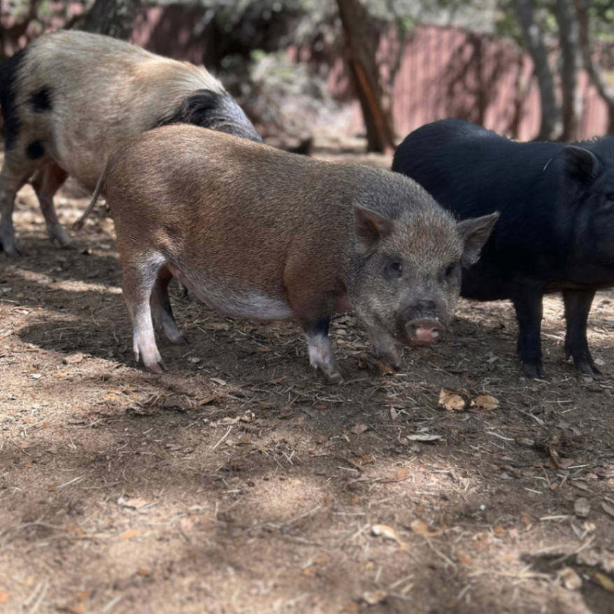 Enlarge Jimmy, a Adoptable Pig in Bulverde, TX image 2/2