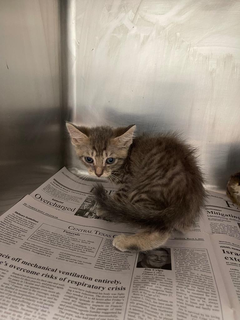 Enlarge Tarzan, a Adoptable mixed breed in Belton, TX image 1/1