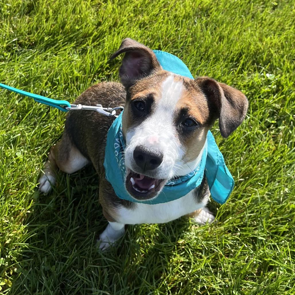 Annabelle, adopted, Young Female Mixed Breed.