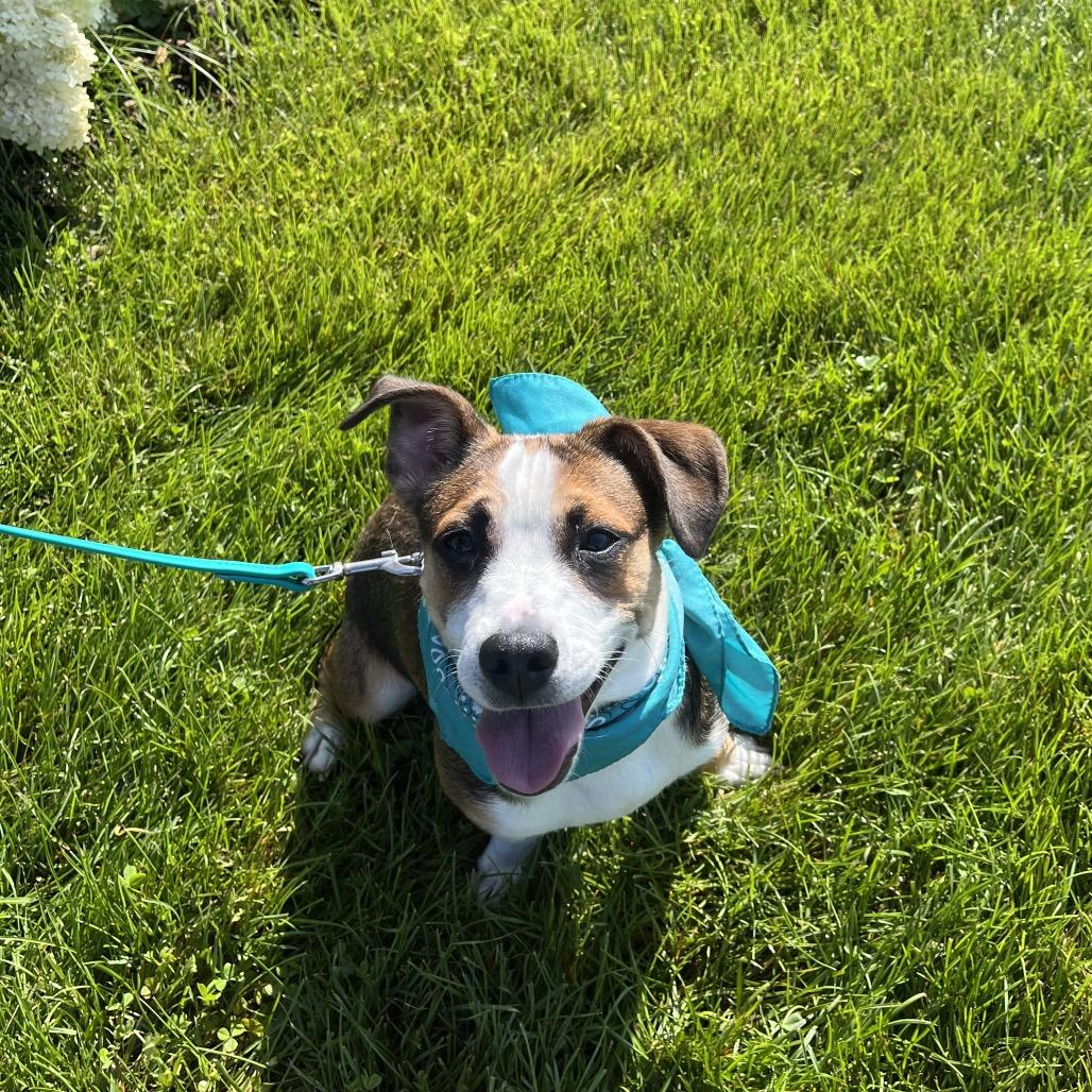 Annabelle, an adopted Mixed Breed in Canal Winchester, OH image 2/4