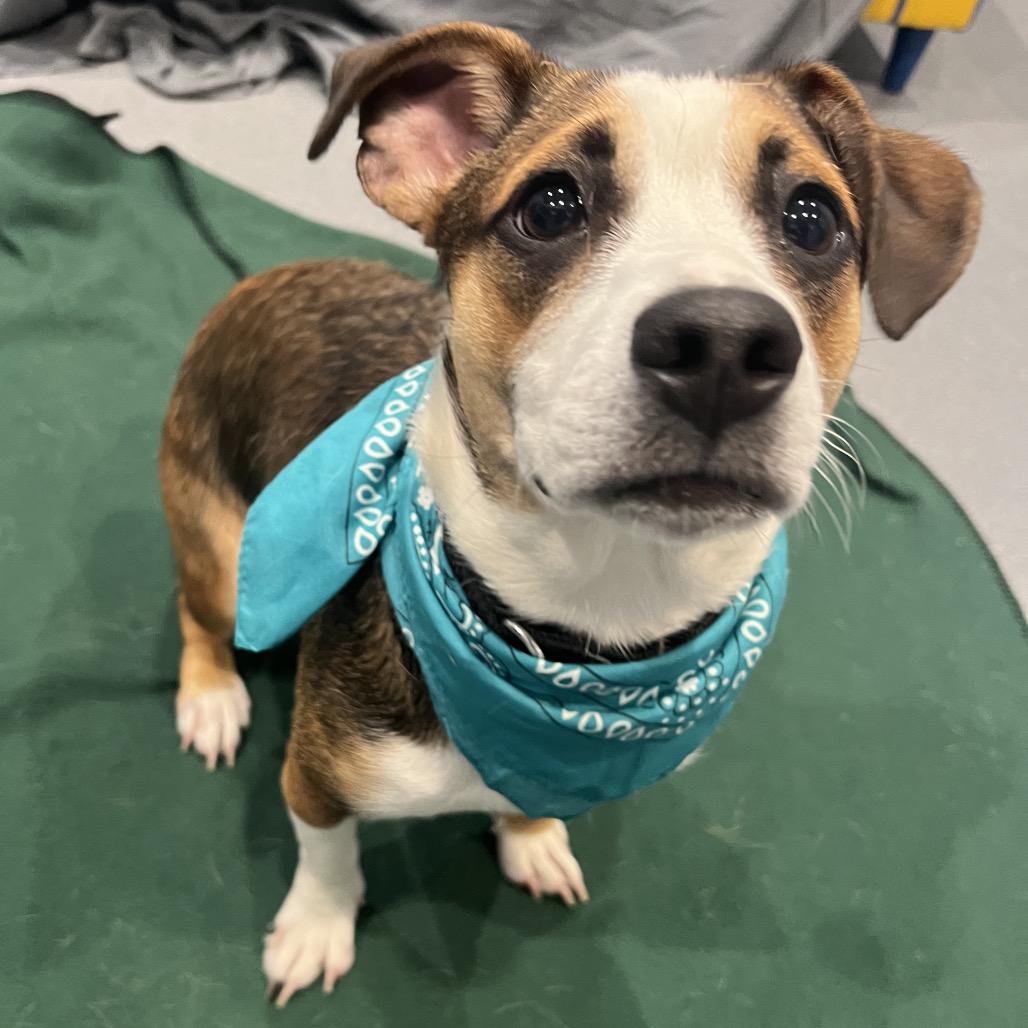 Annabelle, an adopted Mixed Breed in Canal Winchester, OH image 3/4