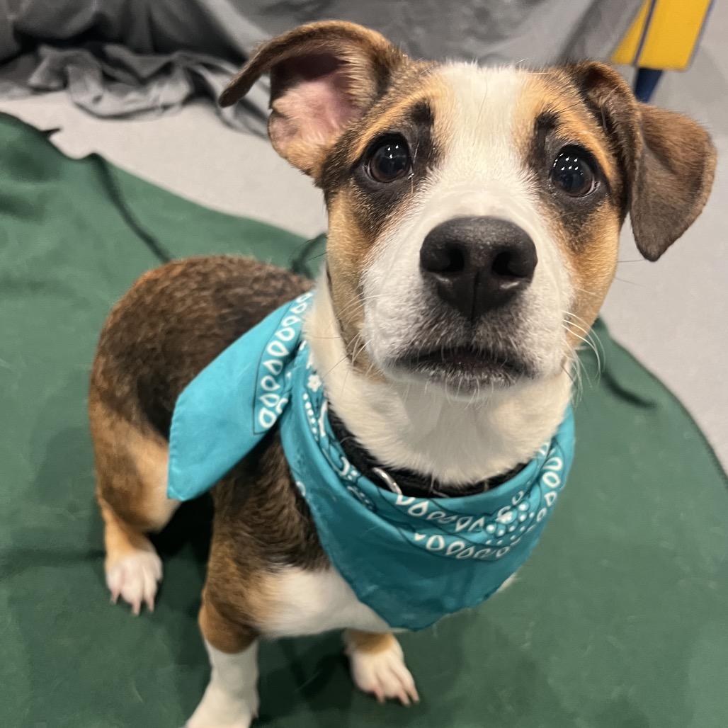 Annabelle, an adopted Mixed Breed in Canal Winchester, OH image 4/4