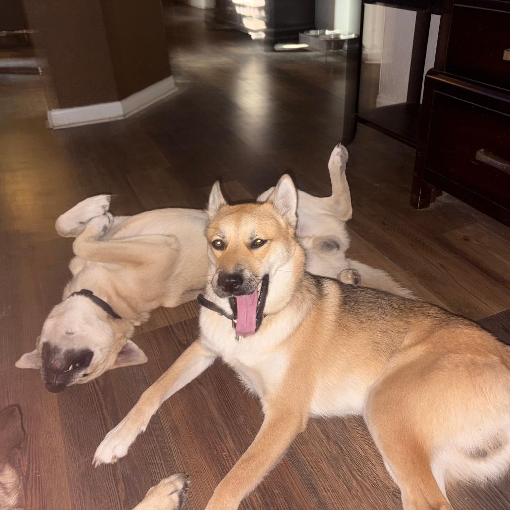 Slash, Adoptable, Young Male German Shepherd Dog & Mixed Breed.