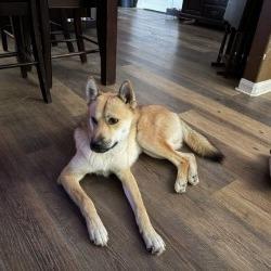 Enlarge Slash, a Adoptable mixed breed in San Antonio, TX image 2/6