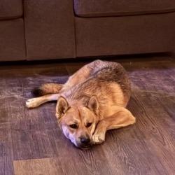 Enlarge Slash, a Adoptable mixed breed in San Antonio, TX image 3/6