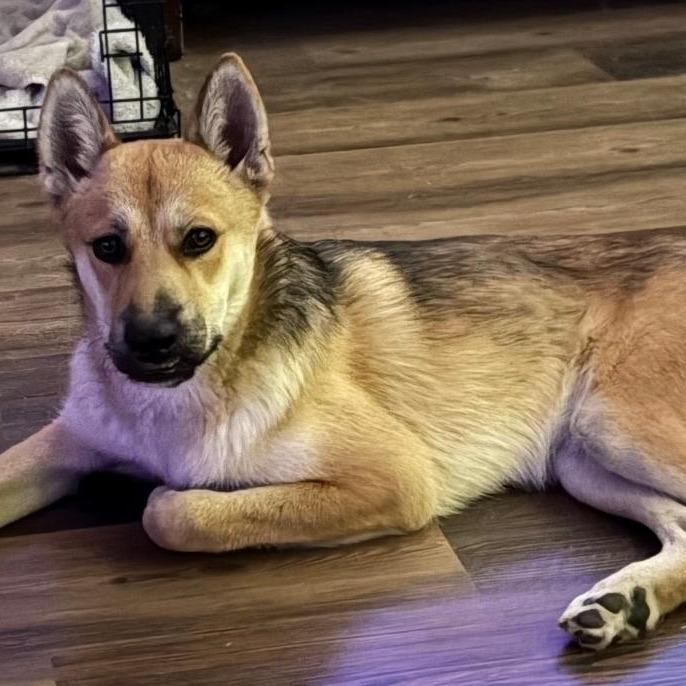 Enlarge Slash, a Adoptable mixed breed in San Antonio, TX image 4/6