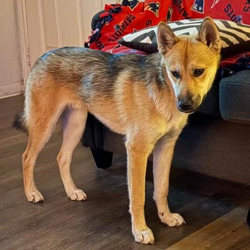 Enlarge Slash, a Adoptable mixed breed in San Antonio, TX image 5/6