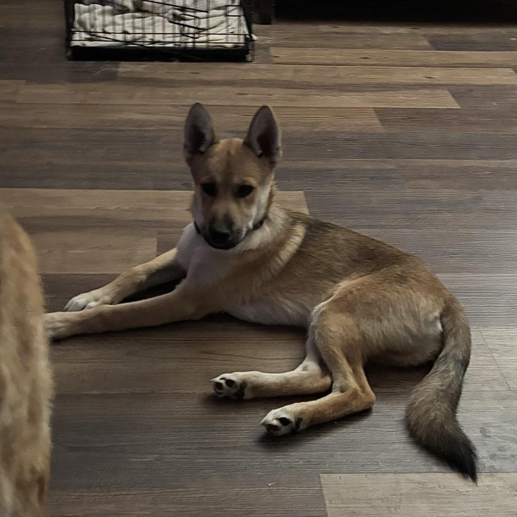 Enlarge Slash, a Adoptable mixed breed in San Antonio, TX image 6/6