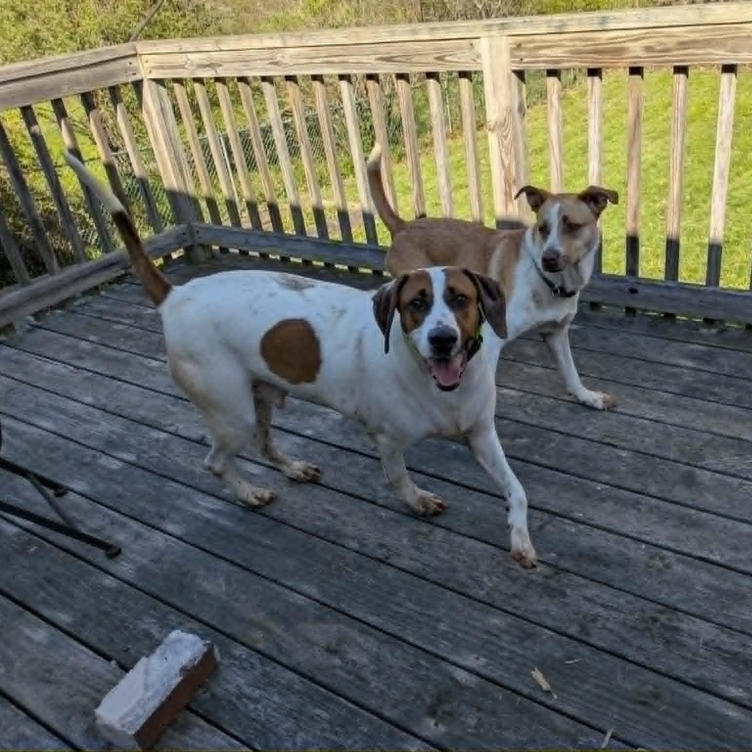 Enlarge Dixon, a ADOPTABLE mixed breed in Woolwich, ME image 2/5