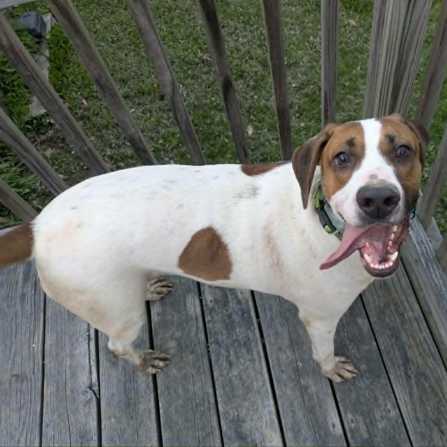 Enlarge Dixon, a ADOPTABLE mixed breed in Woolwich, ME image 4/5