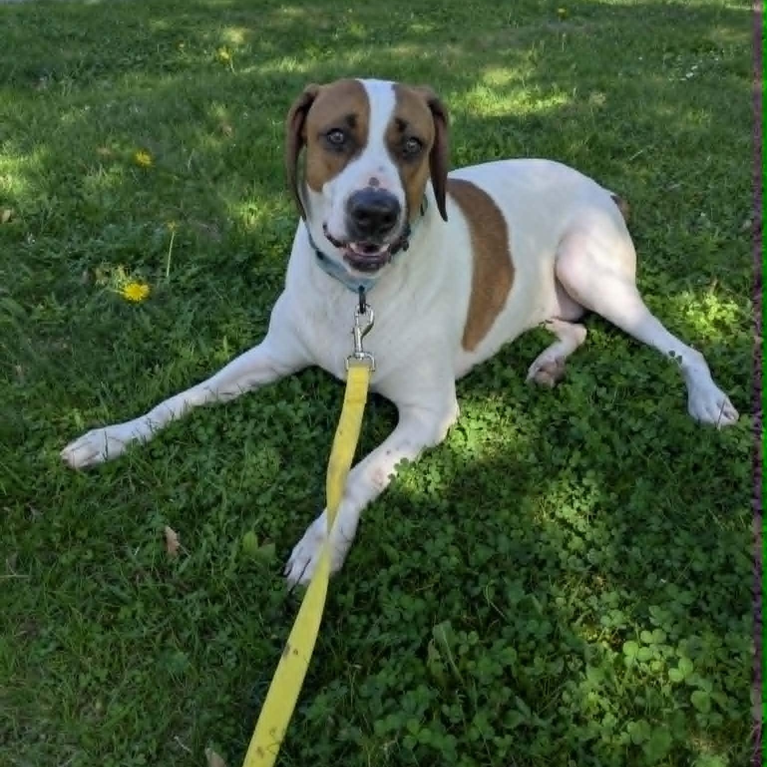 Enlarge Dixon, a ADOPTABLE mixed breed in Woolwich, ME image 5/5