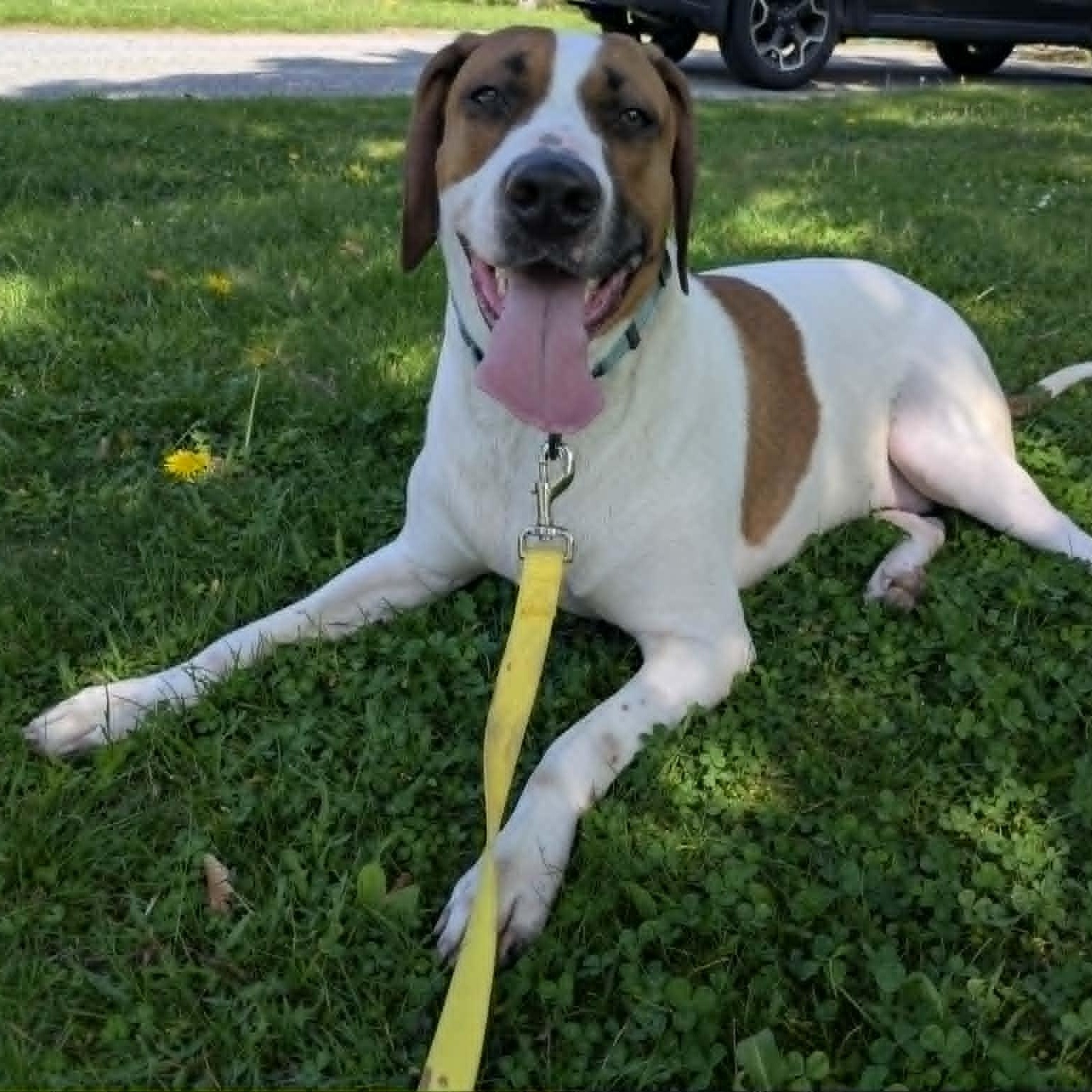 Enlarge Dixon, a ADOPTABLE mixed breed in Woolwich, ME image 3/5