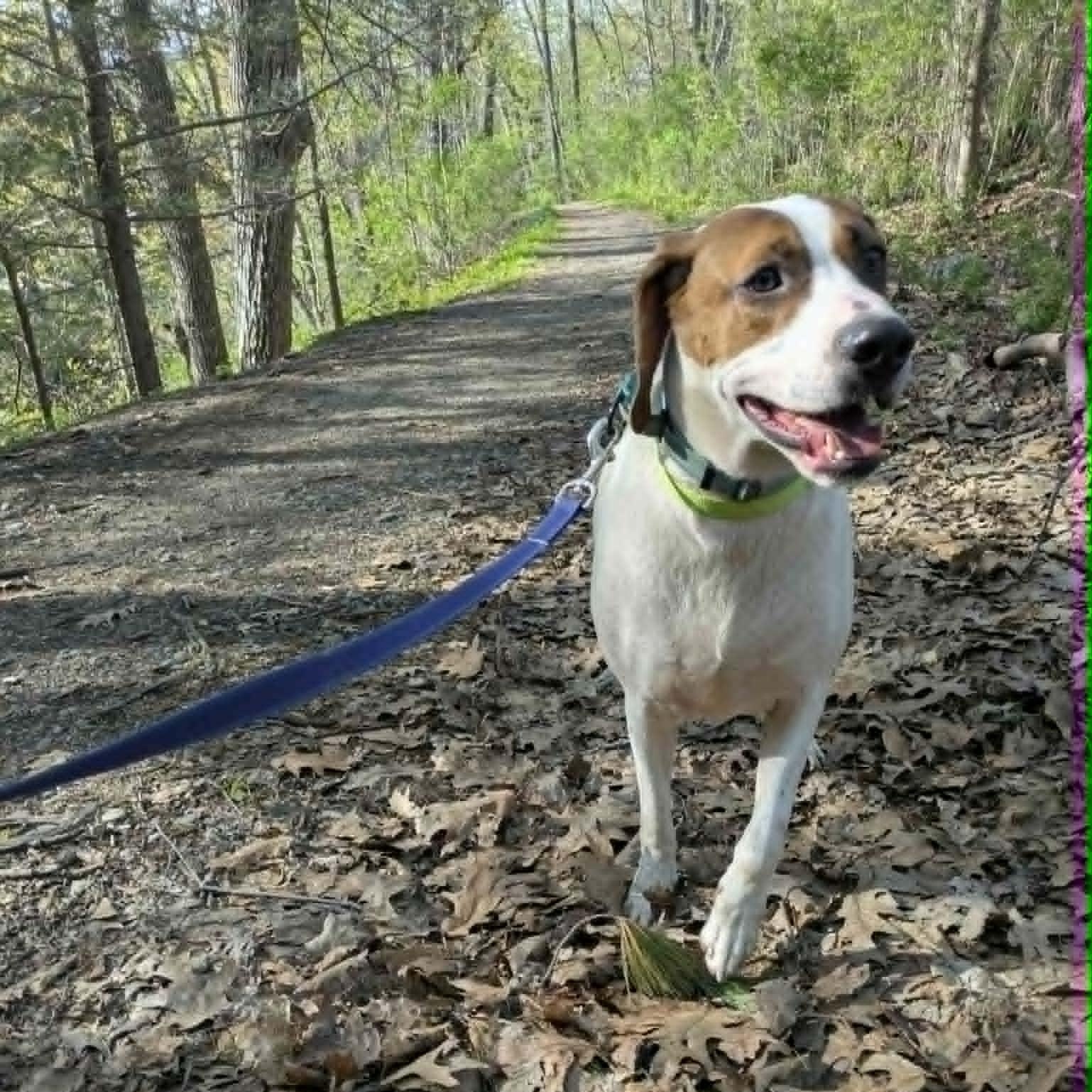 Dixon, ADOPTABLE, Adult Male Treeing Walker Coonhound.