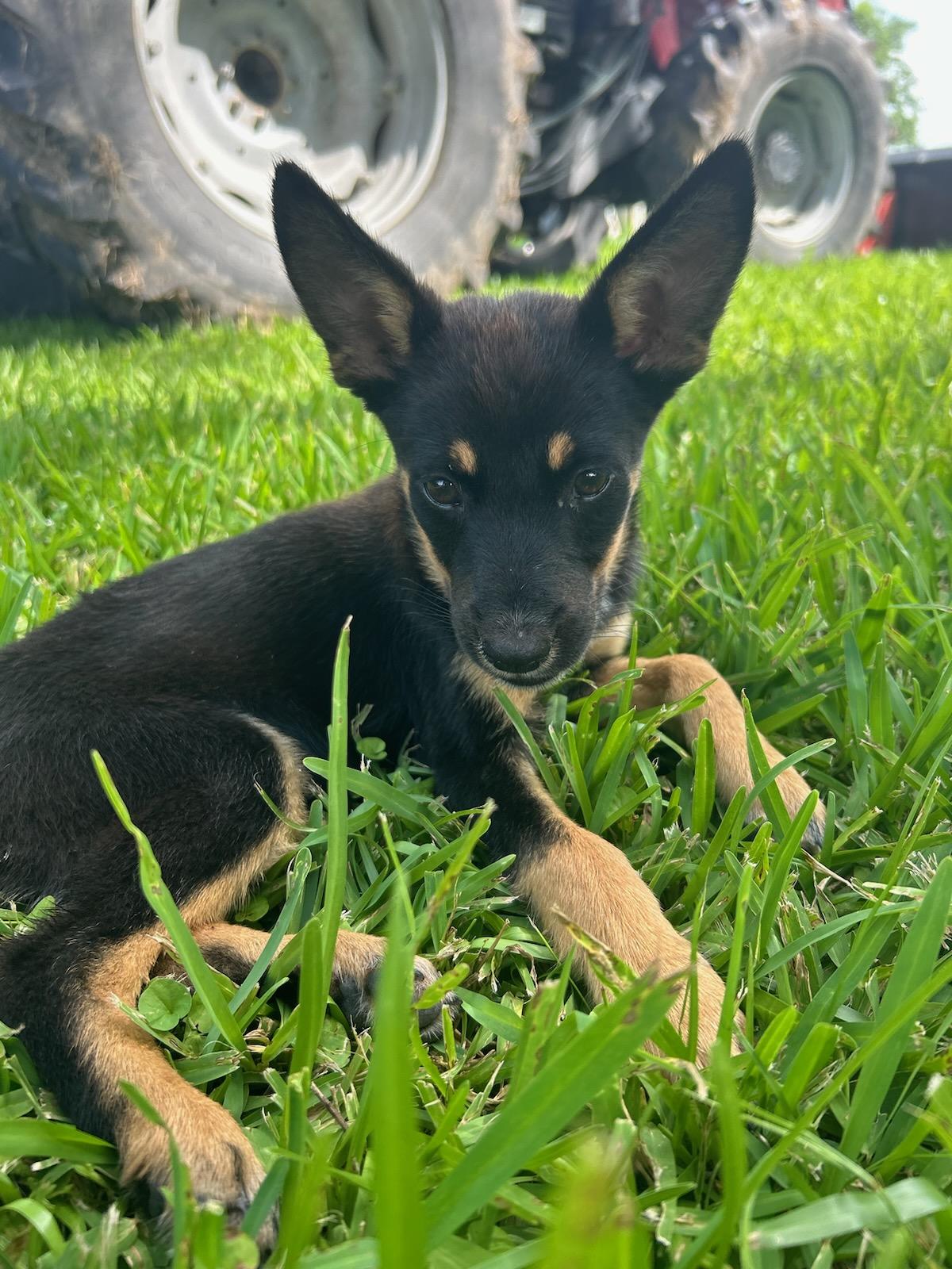 Josie