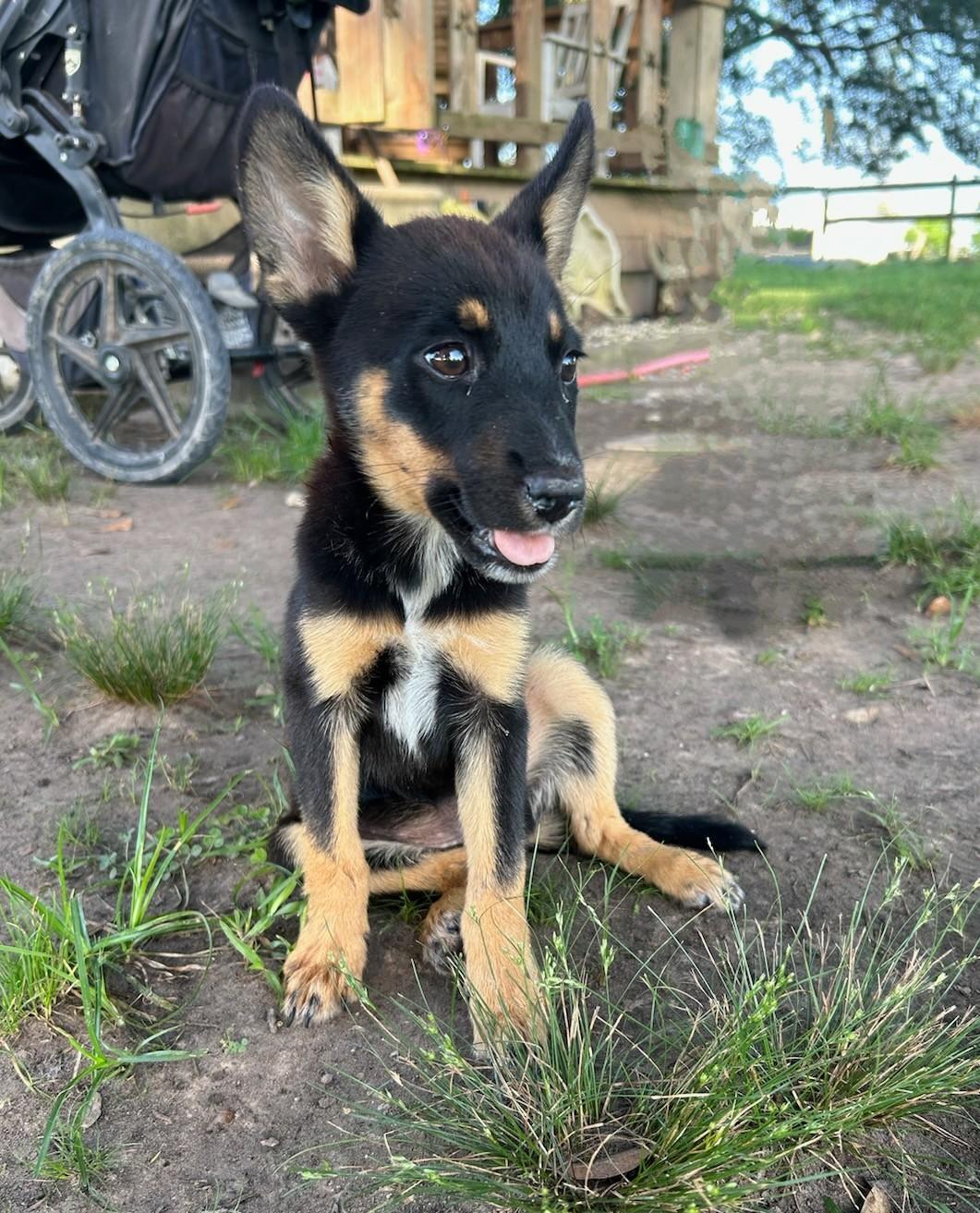 Josie photo 2