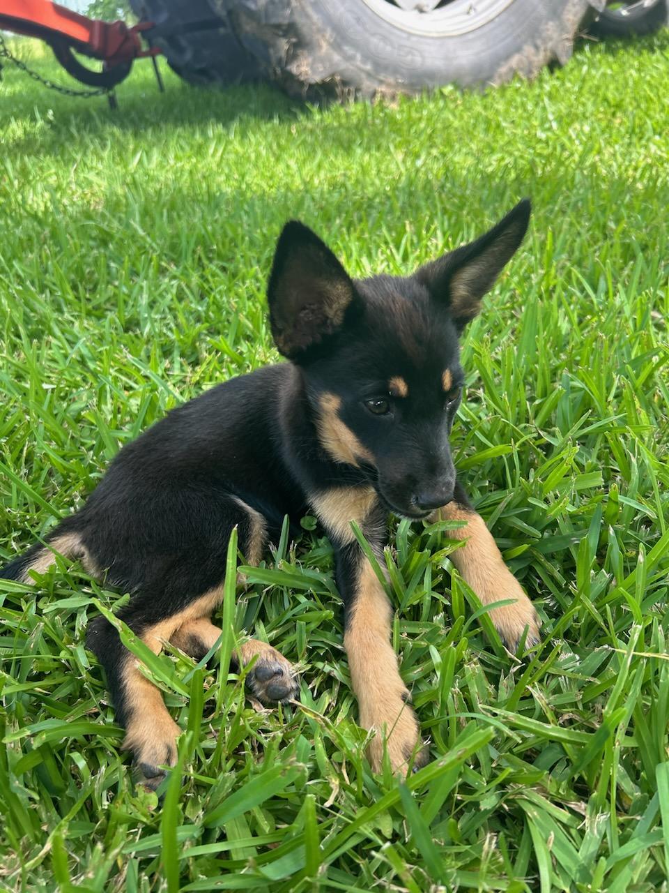 Josie, an adoptable Schipperke, Shepherd in Madison, NC, 27025 | Photo Image 4