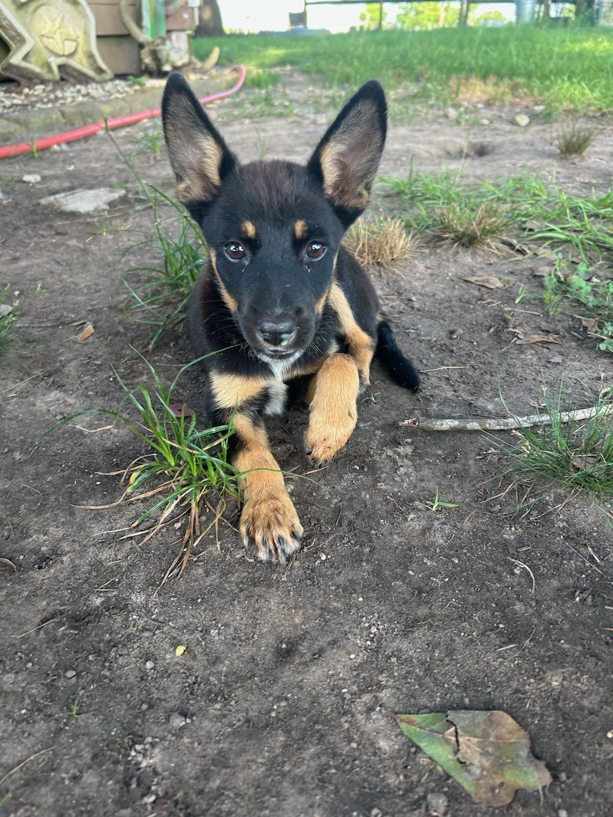Josie photo 3