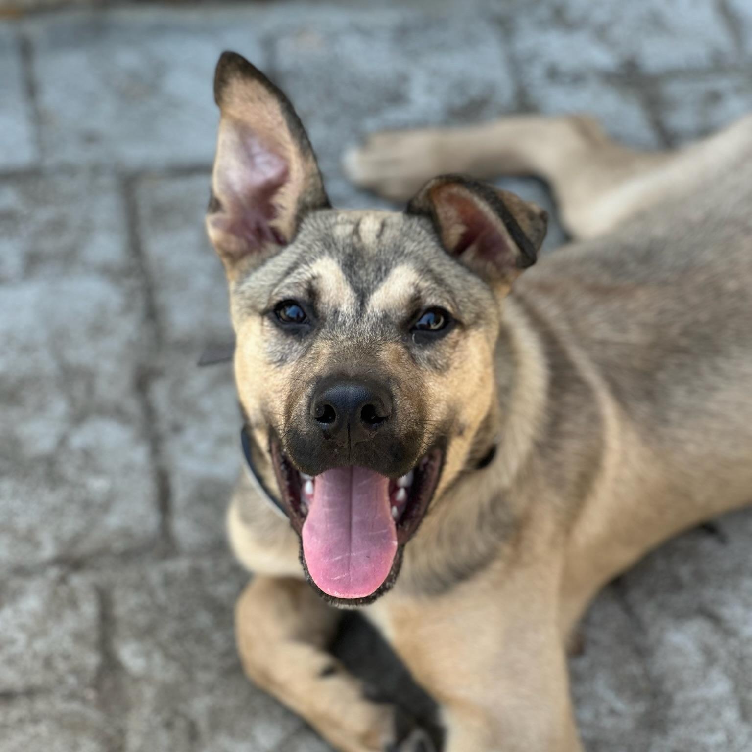 Knox, a Adoptable mixed breed in Fayetteville, NC image 1/6