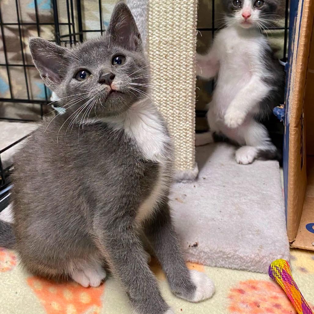 Rolo, Adoptable, Kitten Male Domestic Short Hair.