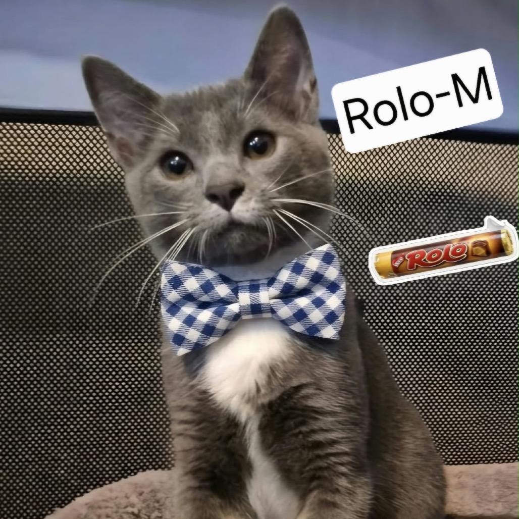 Rolo, a Adoptable Domestic Short Hair in Lutz, FL image 2/4