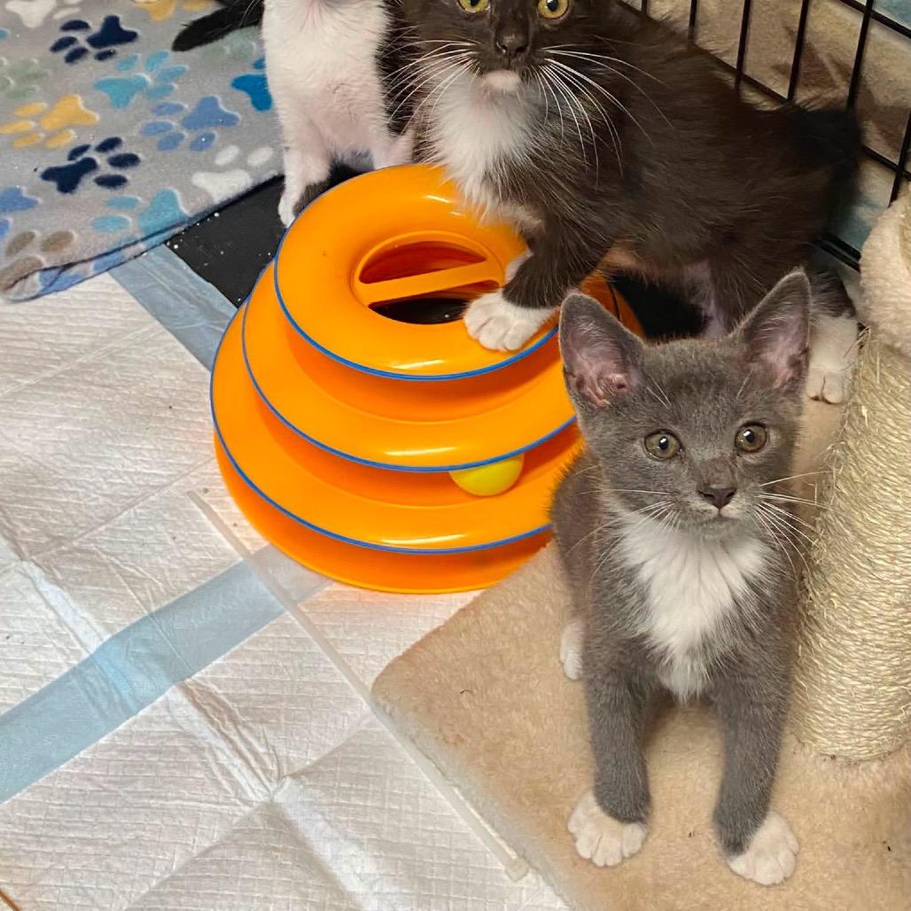 Rolo, a Adoptable Domestic Short Hair in Lutz, FL image 4/4