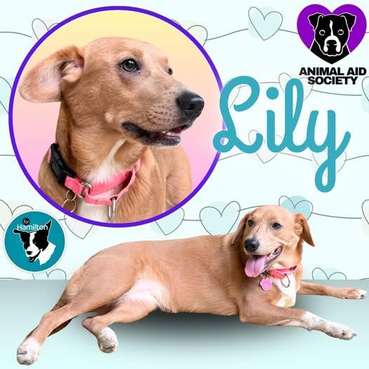 Enlarge Lily, a Adoptable mixed breed in Hampton, VA image 1/4
