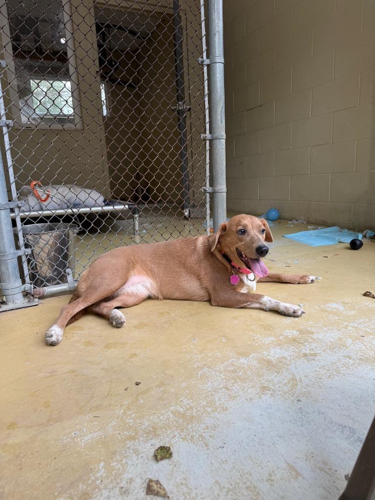 Enlarge Lily, a Adoptable mixed breed in Hampton, VA image 2/4