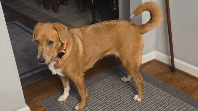 Enlarge Lily, a Adoptable mixed breed in Hampton, VA image 3/4