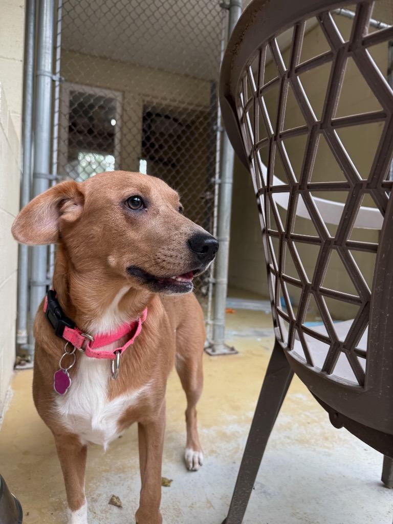 Enlarge Lily, a Adoptable mixed breed in Hampton, VA image 4/4