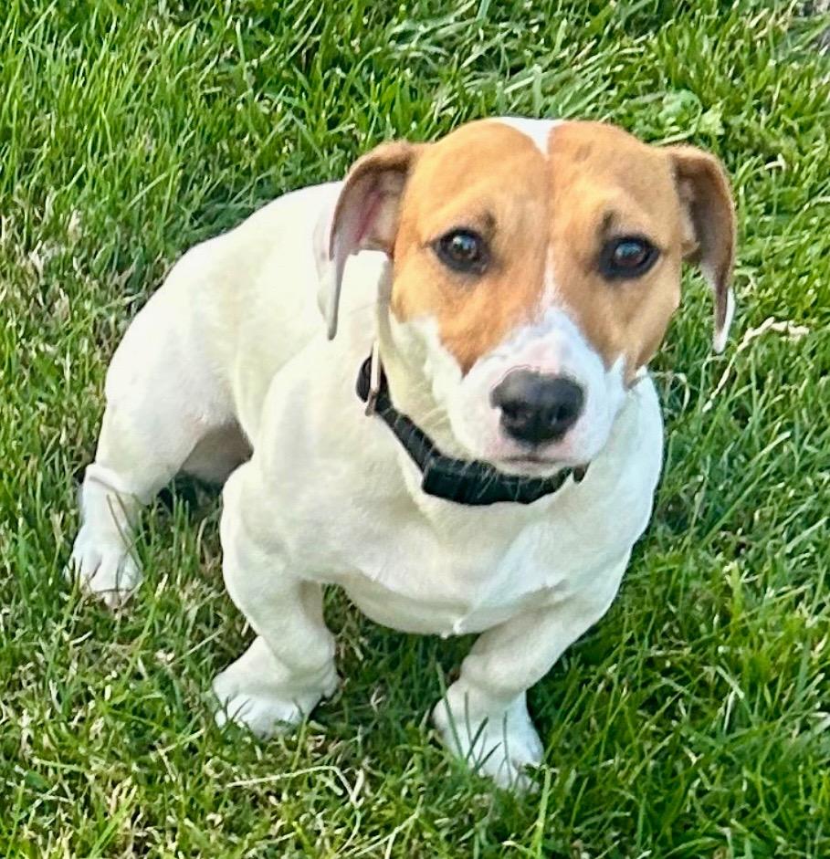 Cooper, Adoptable, Adult Male Jack Russell Terrier.