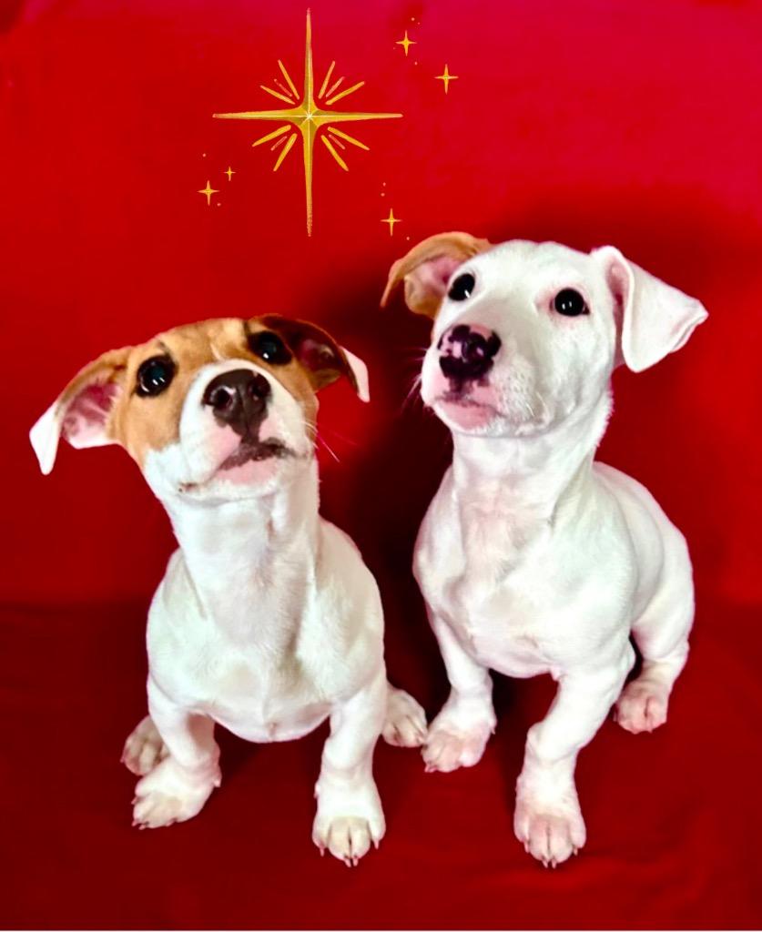 Enlarge Cooper, a Adoptable Jack Russell Terrier in West Bloomfield, MI image 3/4