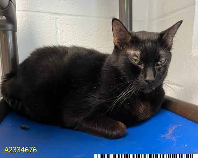 IRMA, Adoptable, Adult Female Domestic Short Hair.