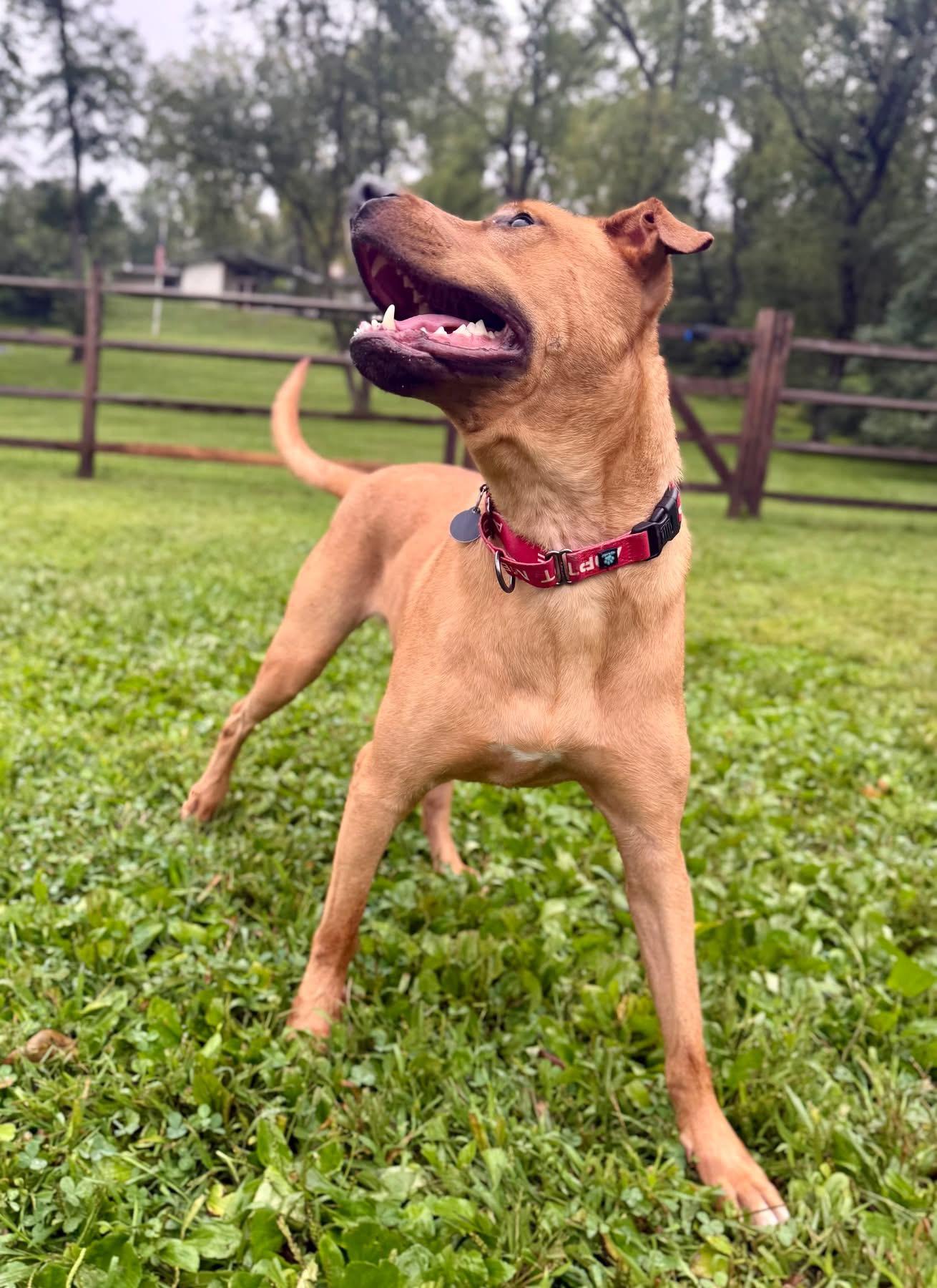 Enlarge Vinny, a Adoptable Mixed Breed in Avondale, PA image 5/5