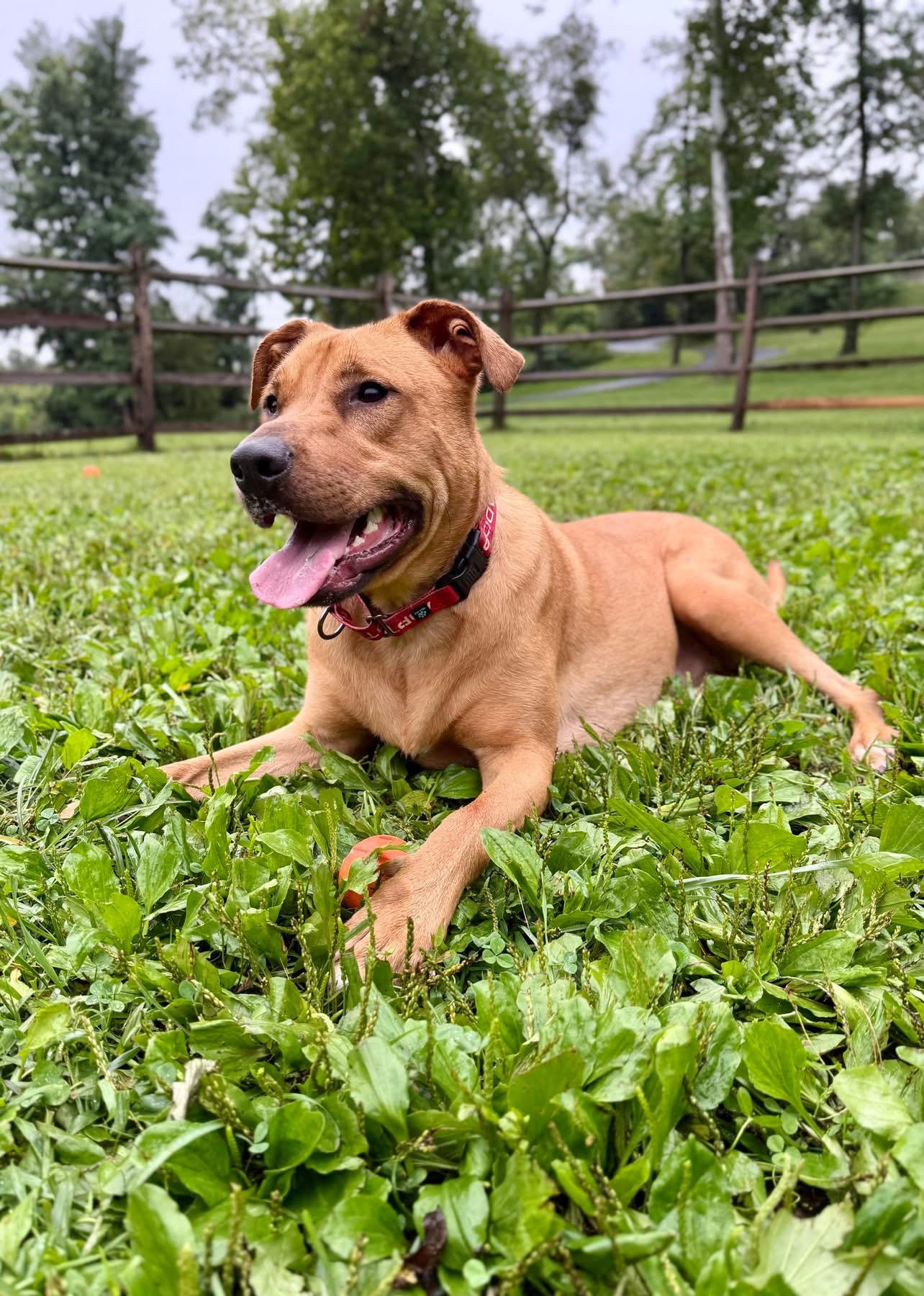 Enlarge Vinny, a Adoptable Mixed Breed in Avondale, PA image 3/5