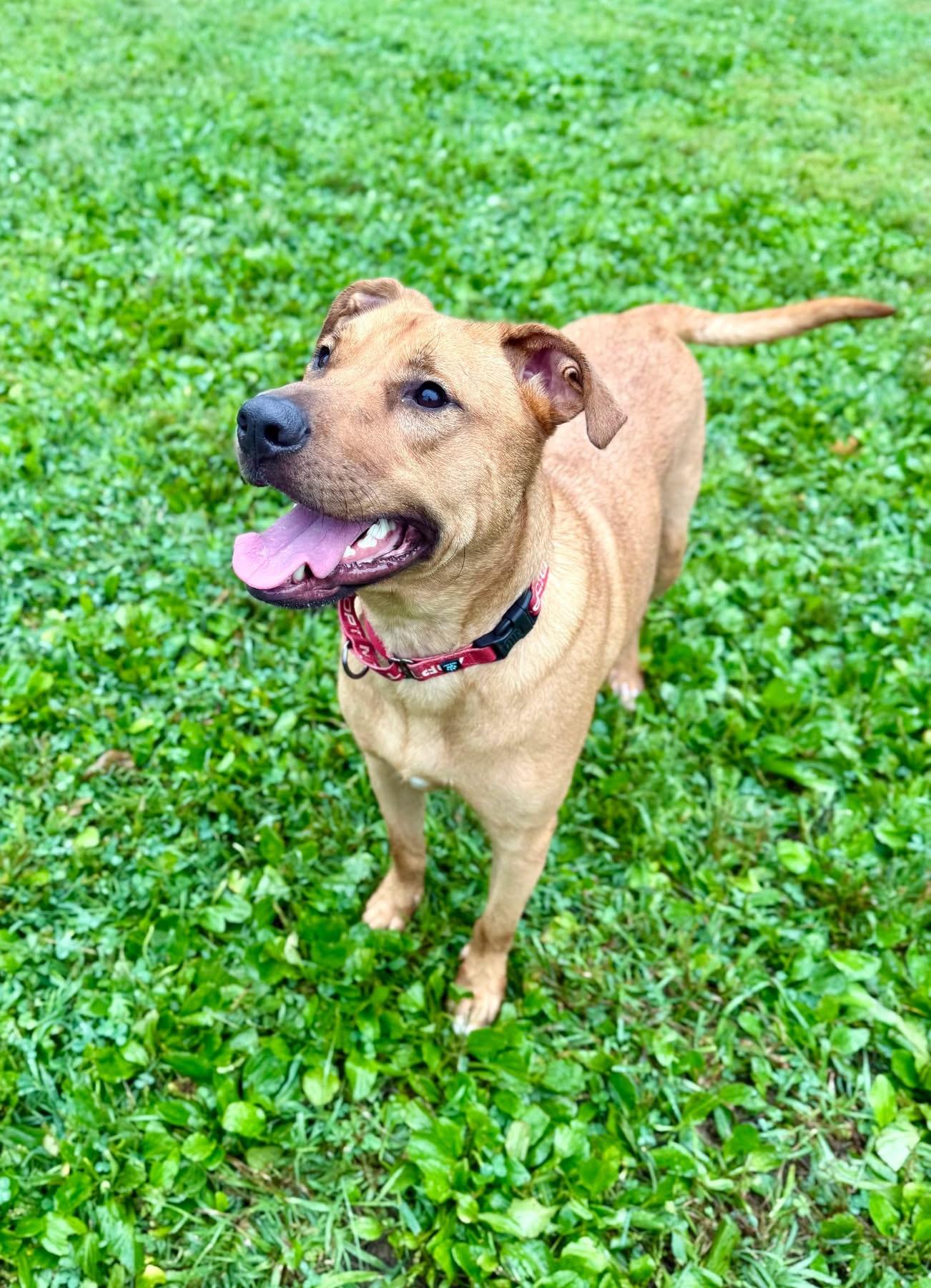 Vinny, Adoptable, Adult Male Mixed Breed.