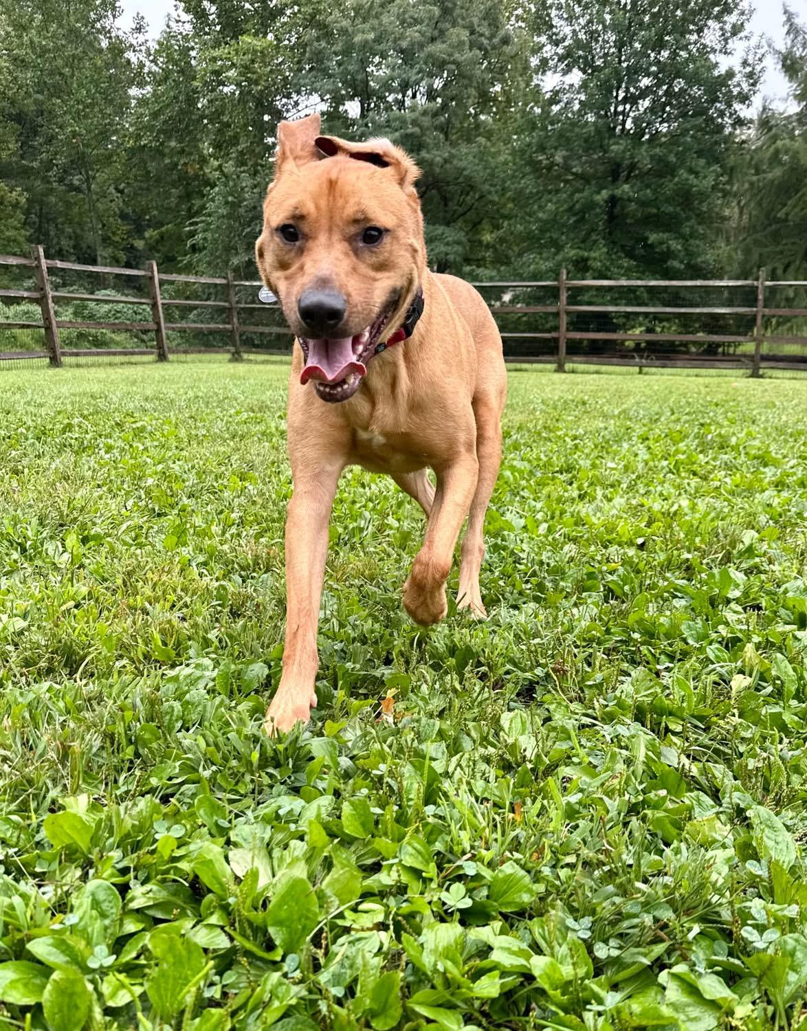 Enlarge Vinny, a Adoptable Mixed Breed in Avondale, PA image 4/5