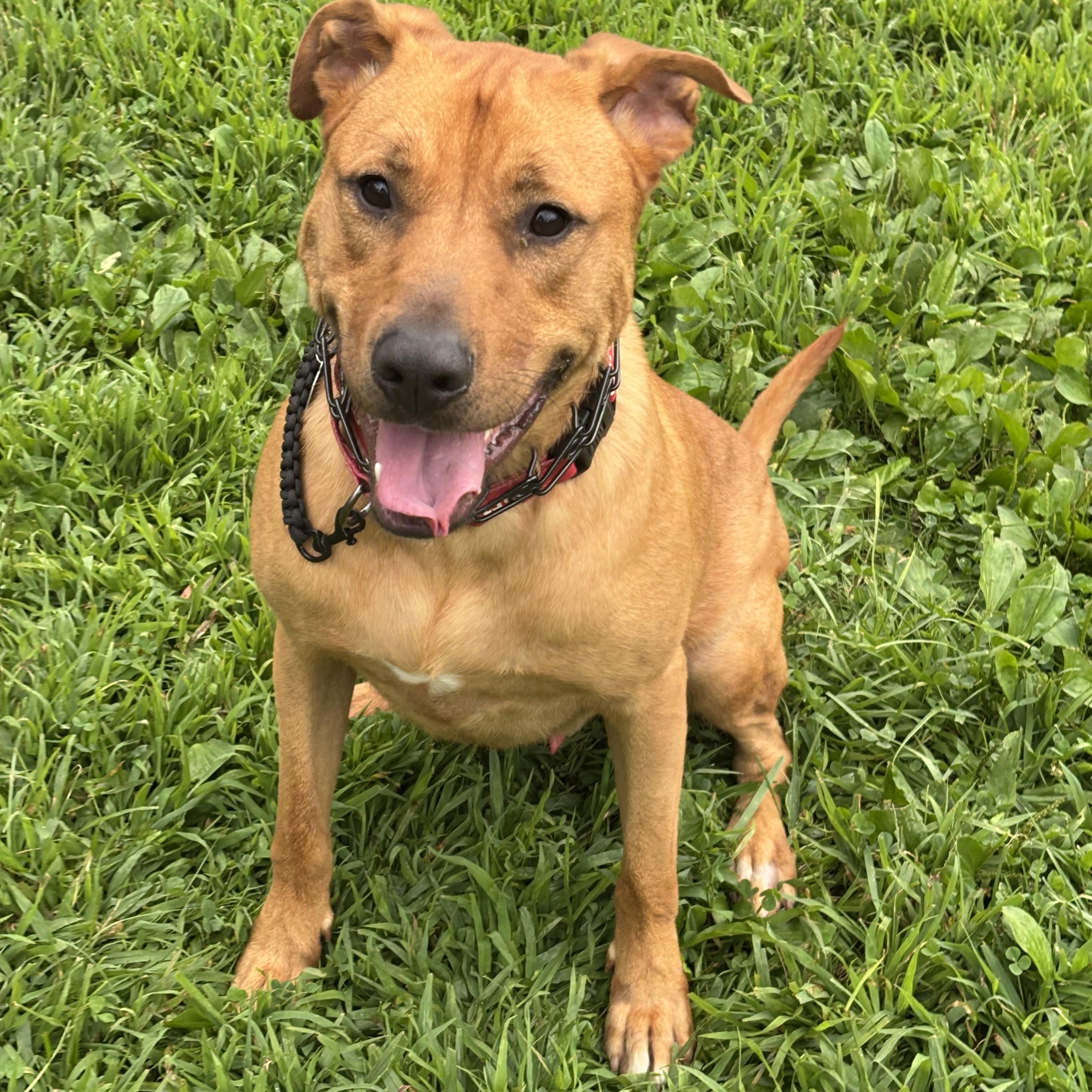 Enlarge Vinny, a Adoptable Mixed Breed in Avondale, PA image 2/5