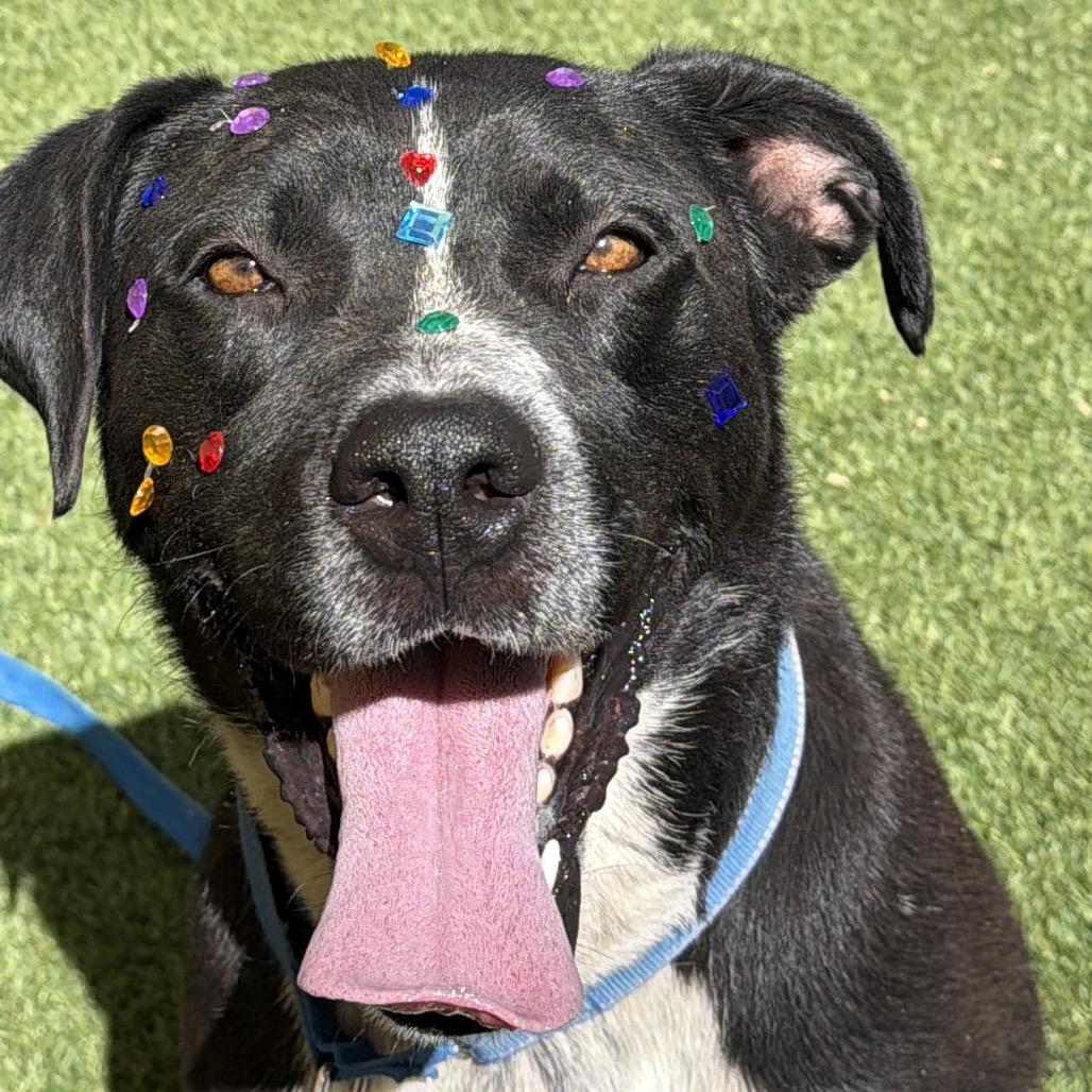 Luna, Adoptable, Adult Female Black Labrador Retriever & Pit Bull Terrier.
