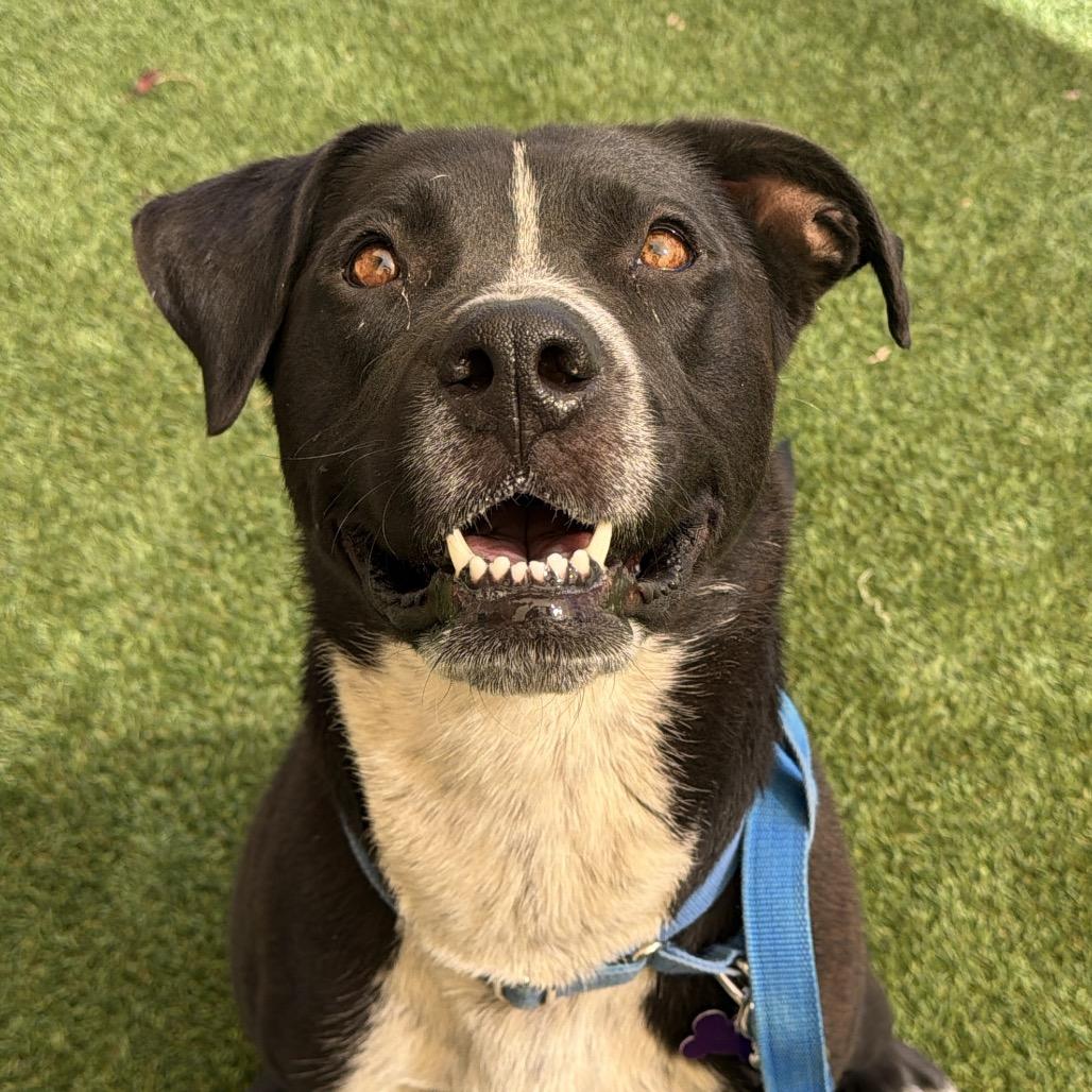 Luna, Adoptable, Adult Female Black Labrador Retriever & Pit Bull Terrier.