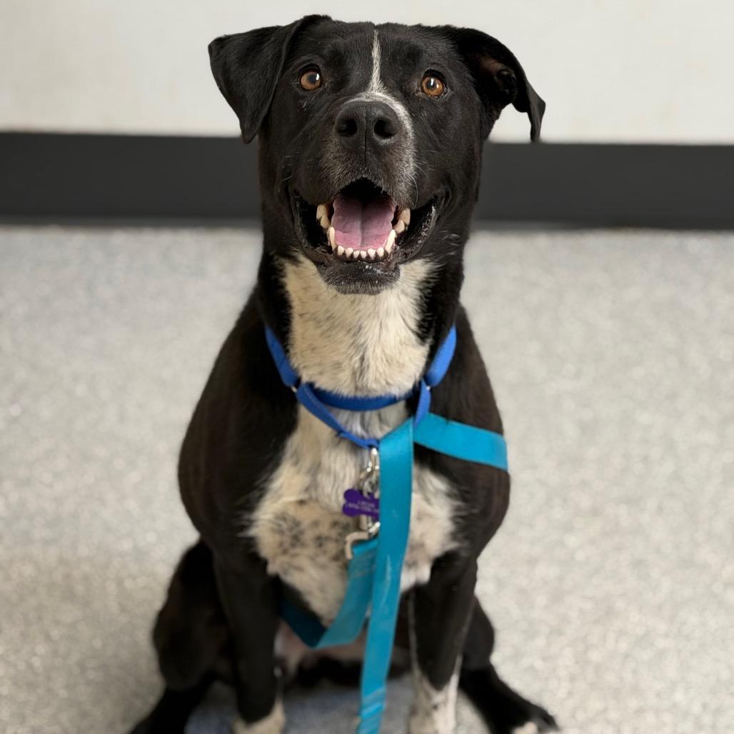 Enlarge Luna, a Adoptable mixed breed in Durango, CO image 2/6