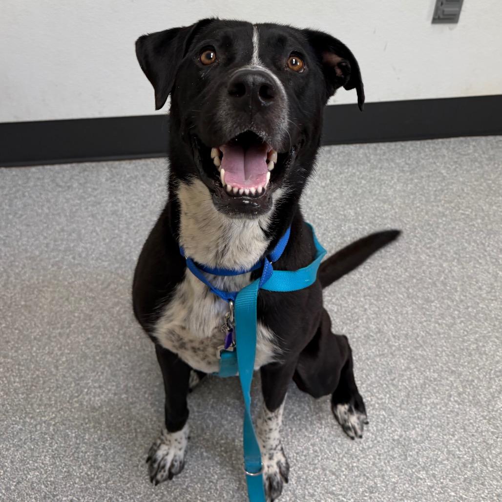 Enlarge Luna, a Adoptable mixed breed in Durango, CO image 3/6