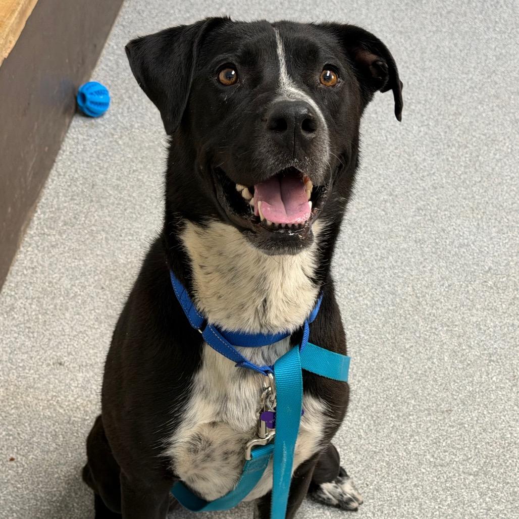 Enlarge Luna, a Adoptable mixed breed in Durango, CO image 4/6