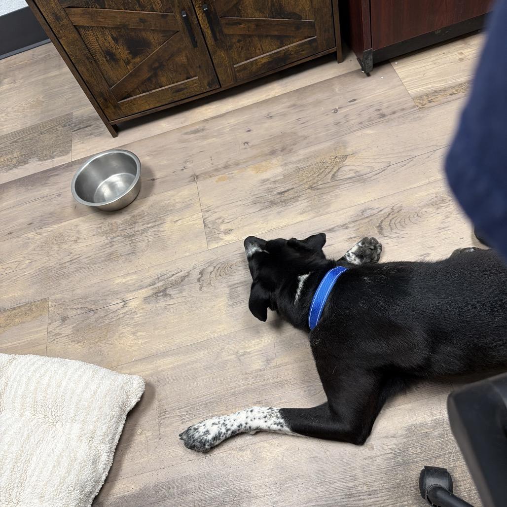 Enlarge Luna, a Adoptable mixed breed in Durango, CO image 5/6