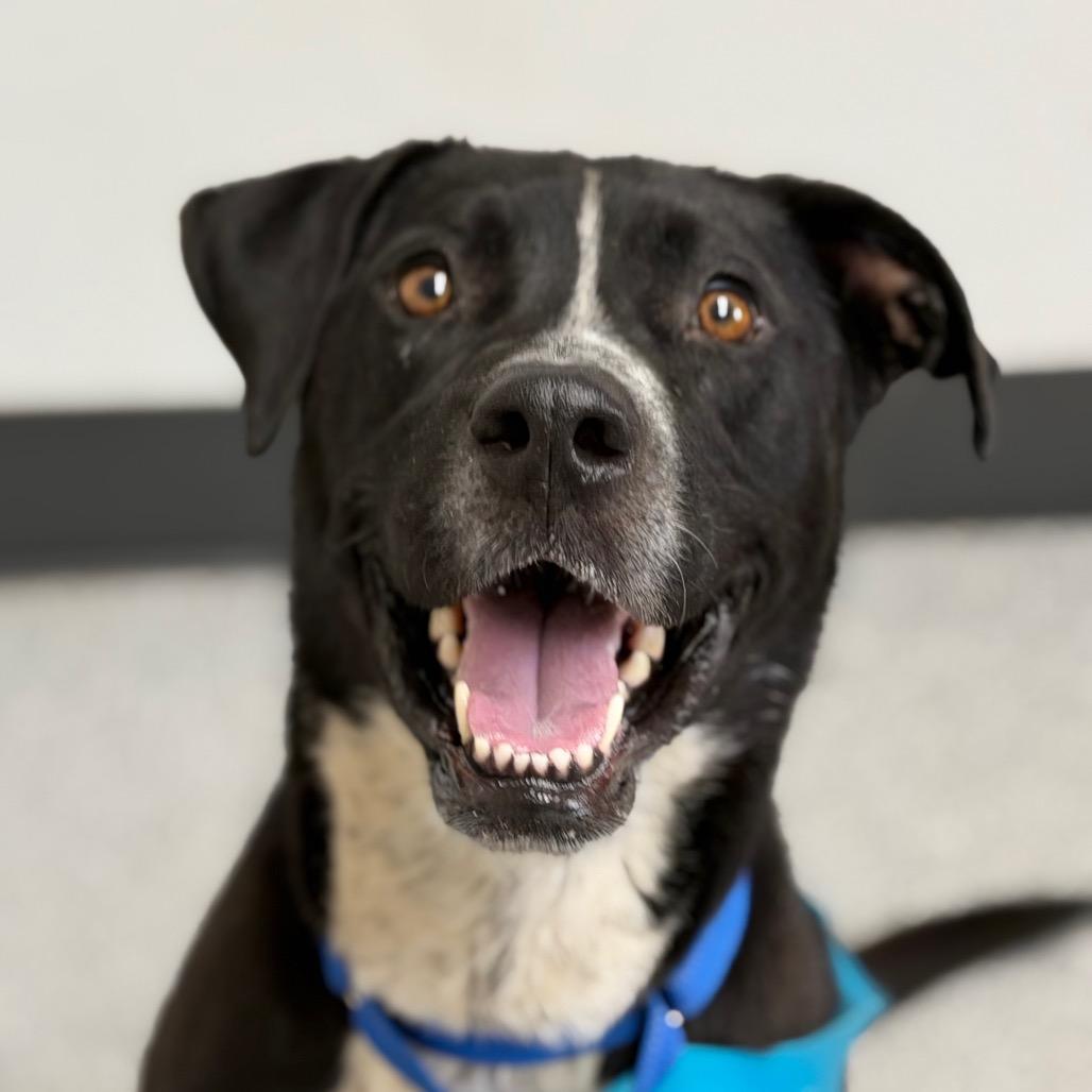Enlarge Luna, a Adoptable mixed breed in Durango, CO image 6/6