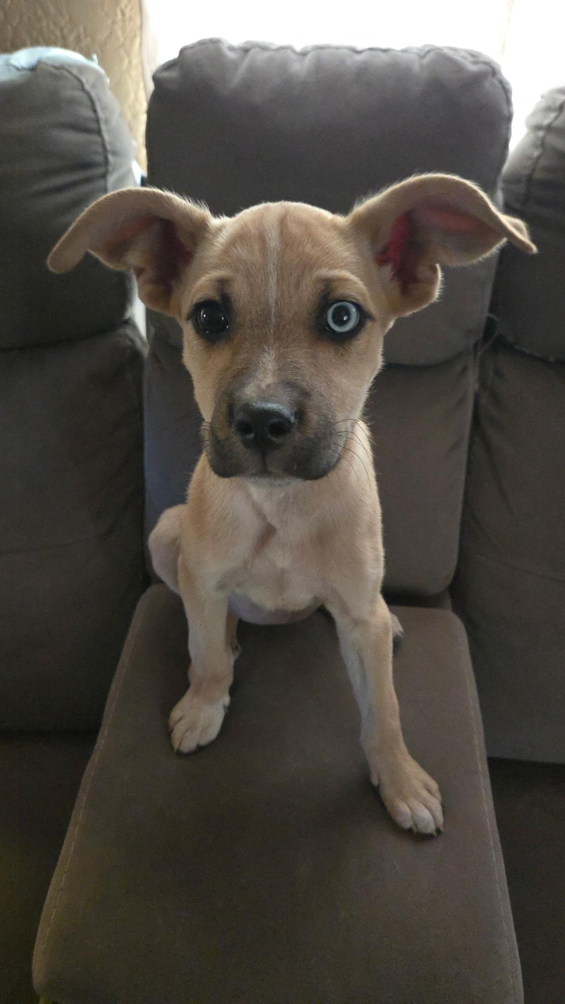 Enlarge Hilly, a ADOPTABLE mixed breed in Carlsbad, CA image 2/3