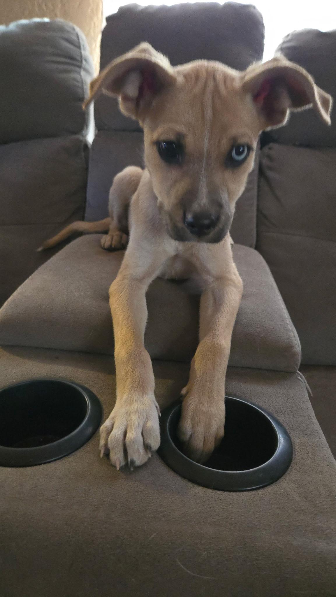 Enlarge Hilly, a ADOPTABLE mixed breed in Carlsbad, CA image 3/3