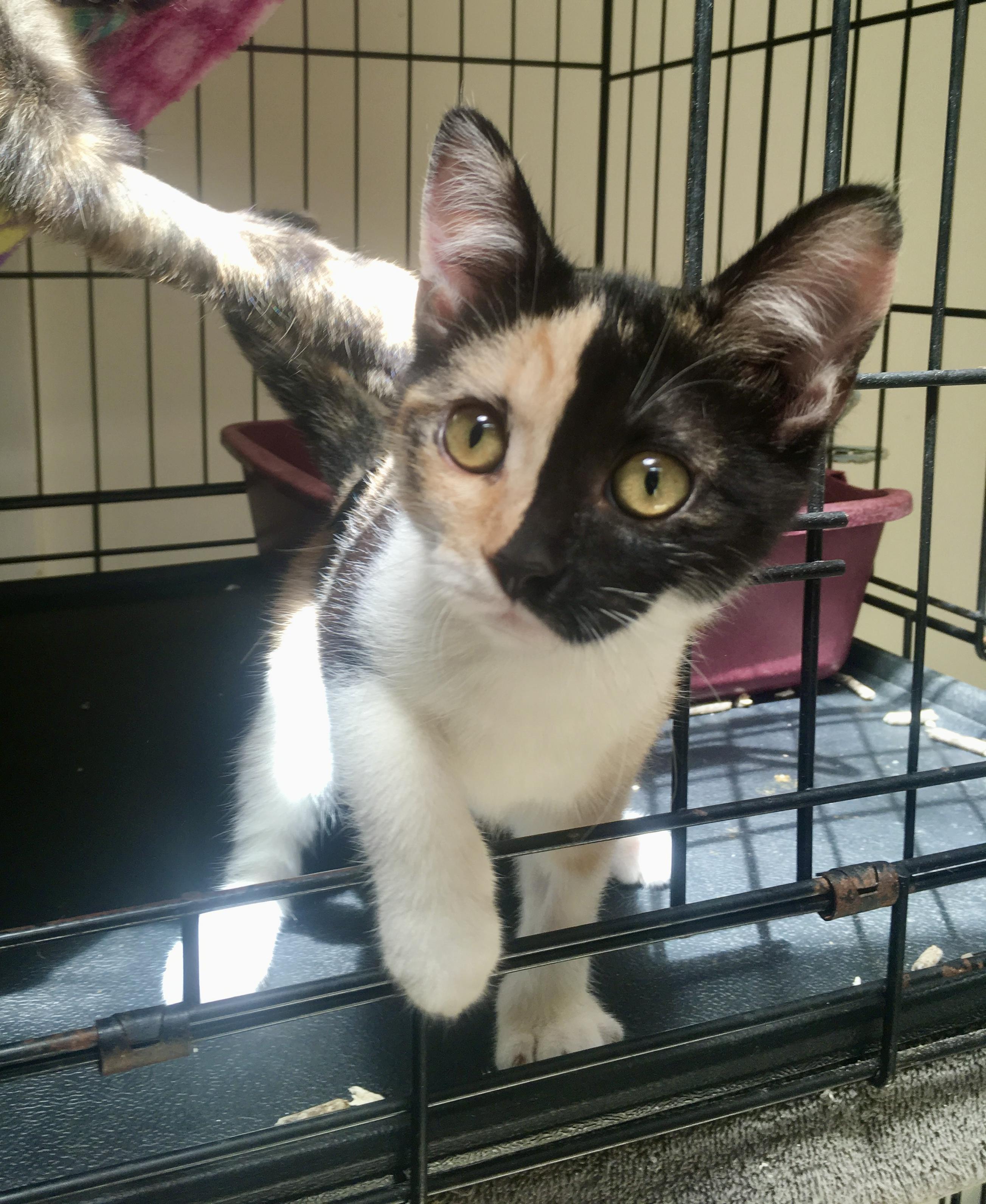 Enlarge Gypsy, a Adopted Calico in Leicester, NC image 4/4